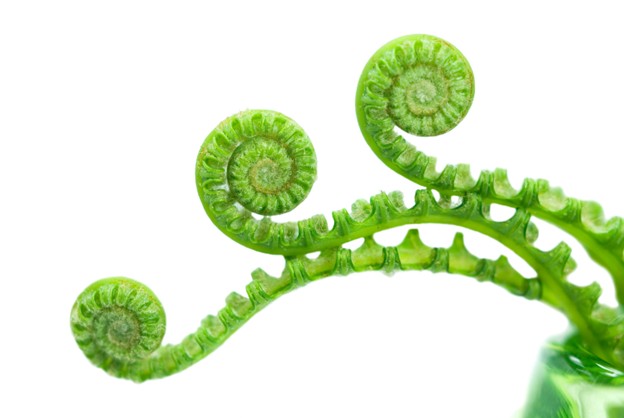 tendrils of newly growing ferns unfurling