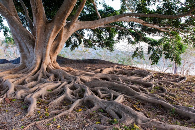 Roots of a tree connecting into the ground