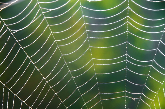 spider web with green plants blurred in the background