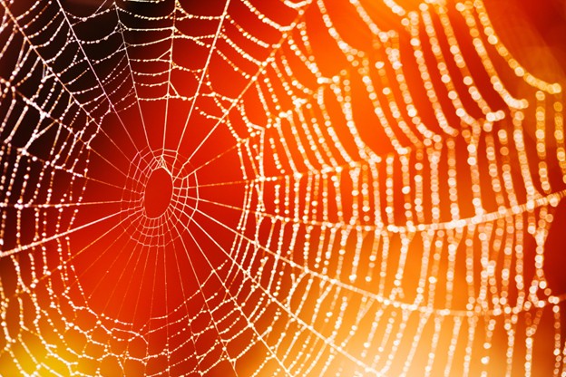 spider web orange lighting behind