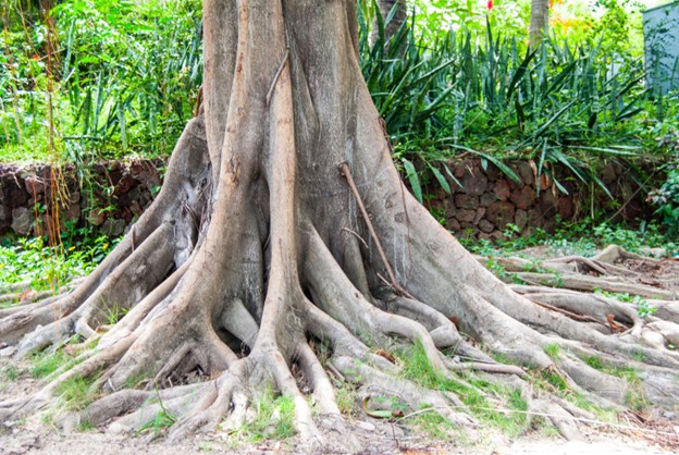 roots of a tree connecting from the trunk to the ground