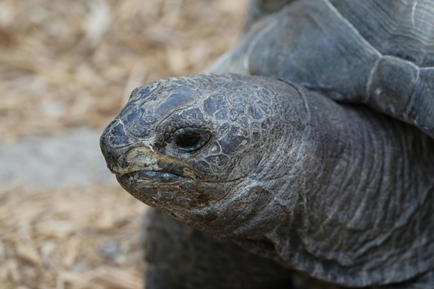 head of a tortoise facing away from the camera